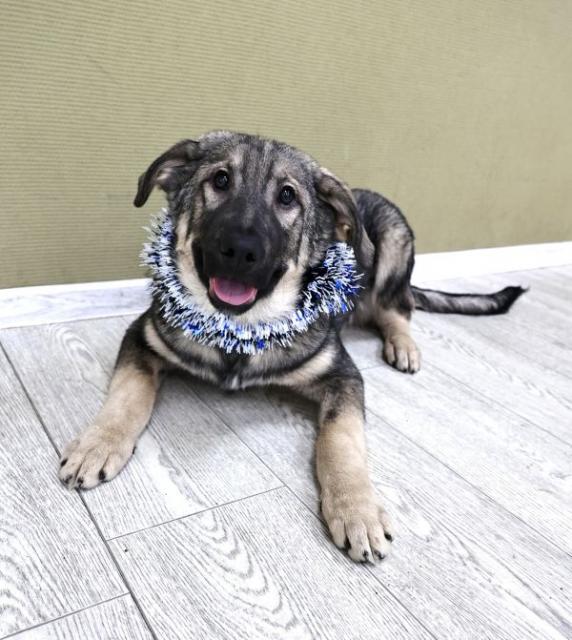 Барон Щенятник